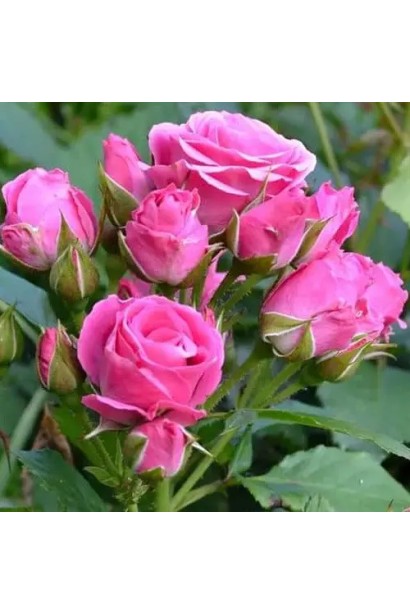 Роза Лавли Лидия – идеальна для букетов.